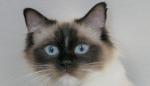 Caracteristicas de las principales razas de gatos